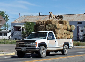 pickup truck loaded with hay