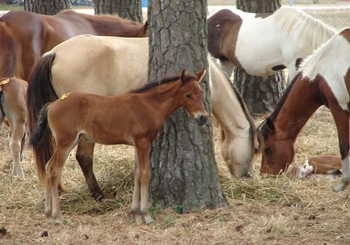 Chincoteague foal