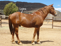 Horse loins