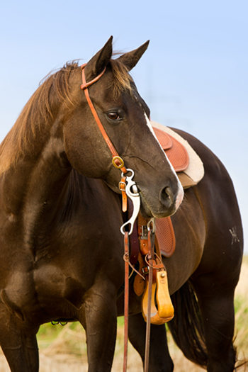 Quarter Horse saddled