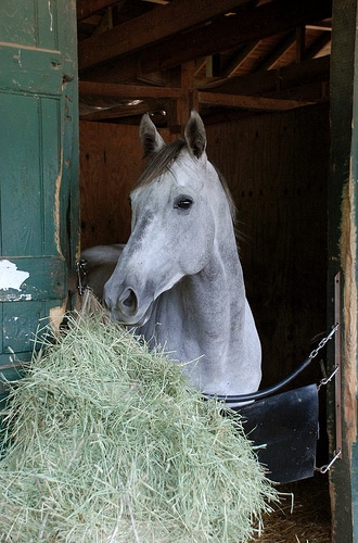 grey horse in stall
