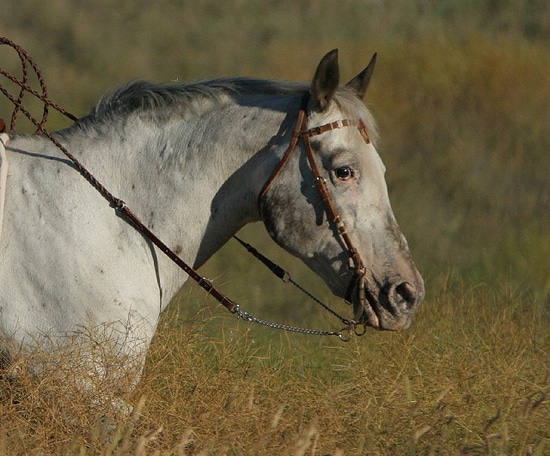 appaloosa tracking horse