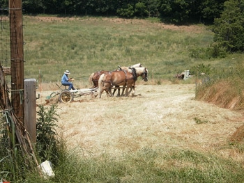 Horses plowing the pumpkin patch