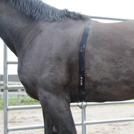 Horse wearing Heart Rate Monitor