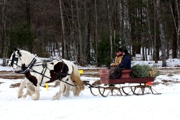 horse drawn sleigh