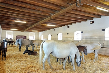 mares-and-foals