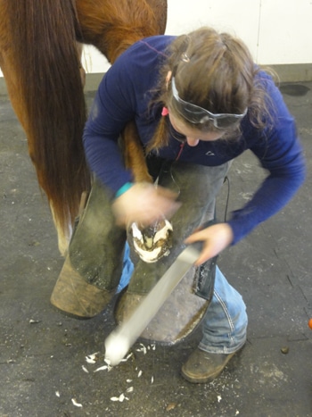 trimming a horse's hooves