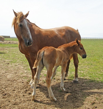 Suffolk mare & foal
