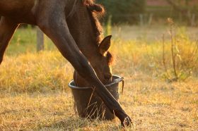 horse nutrition