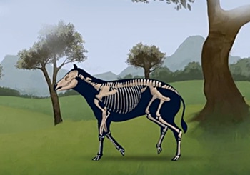 equine evolution