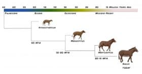equine evolution timeline